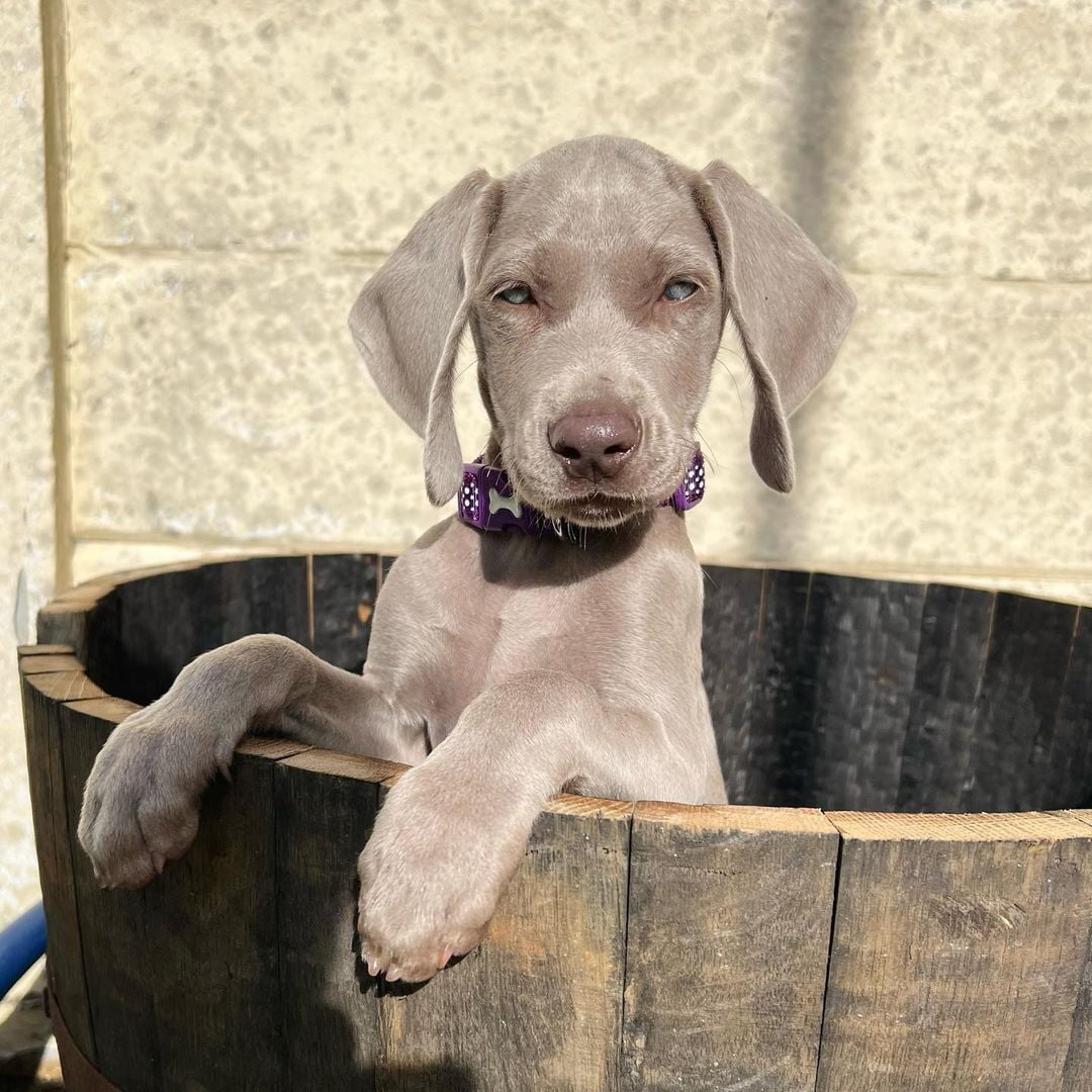 Buy Weimaraner Puppies