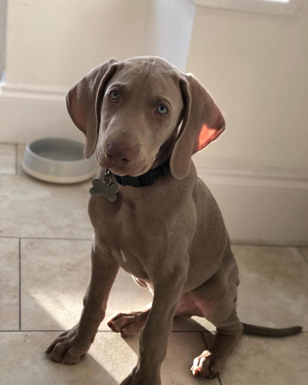 weimaraner puppies near me