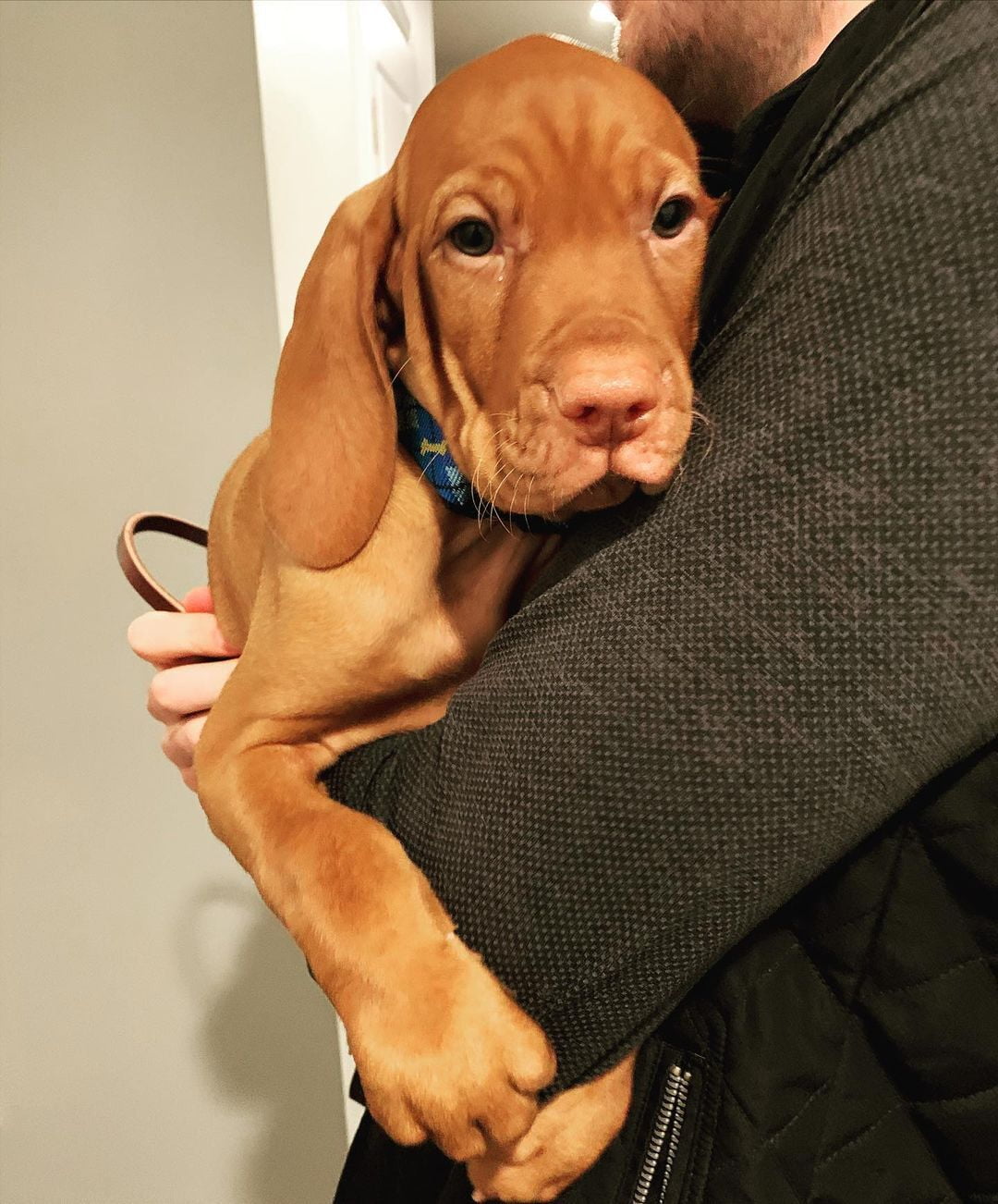 Vizsla puppies for sale