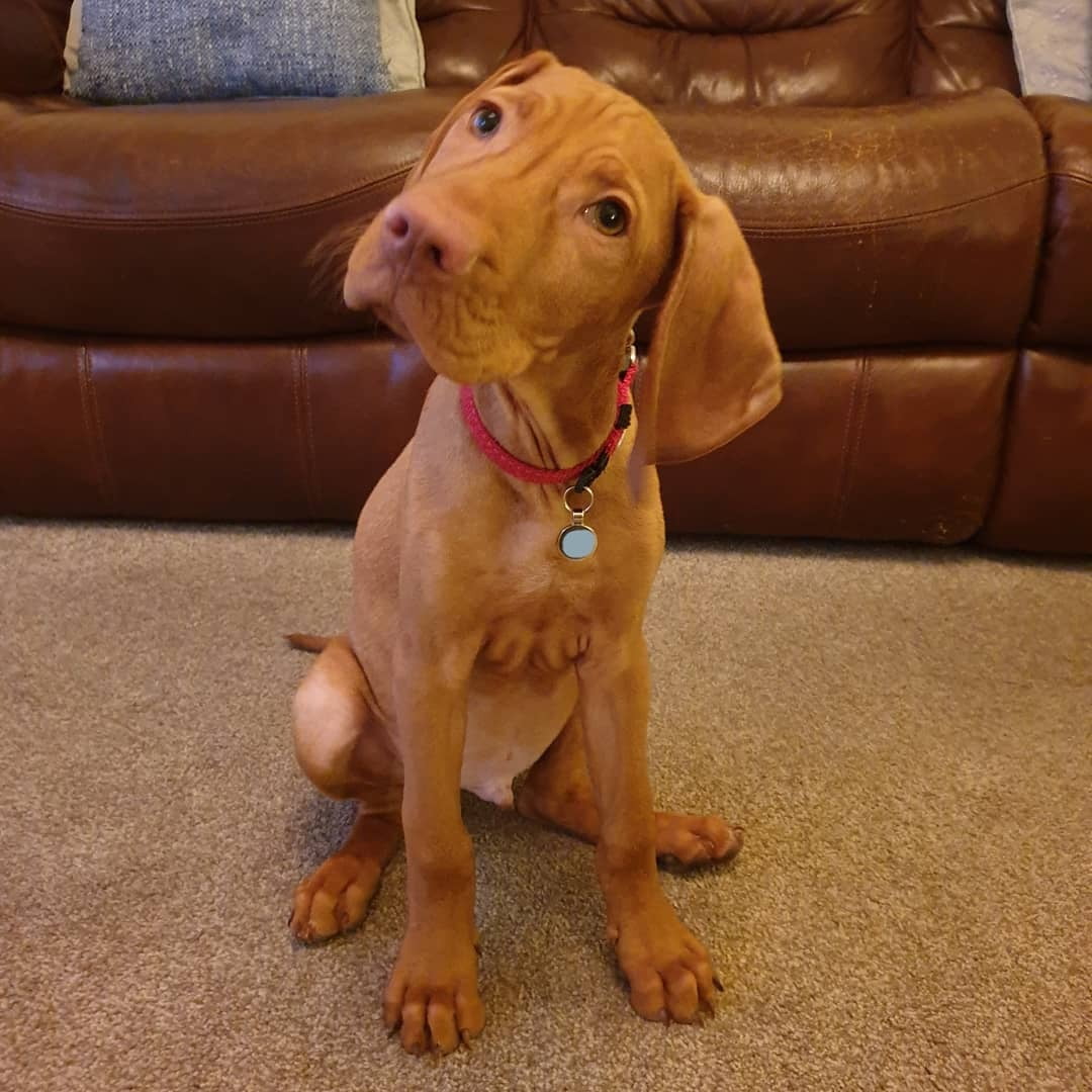 vizsla puppies price 