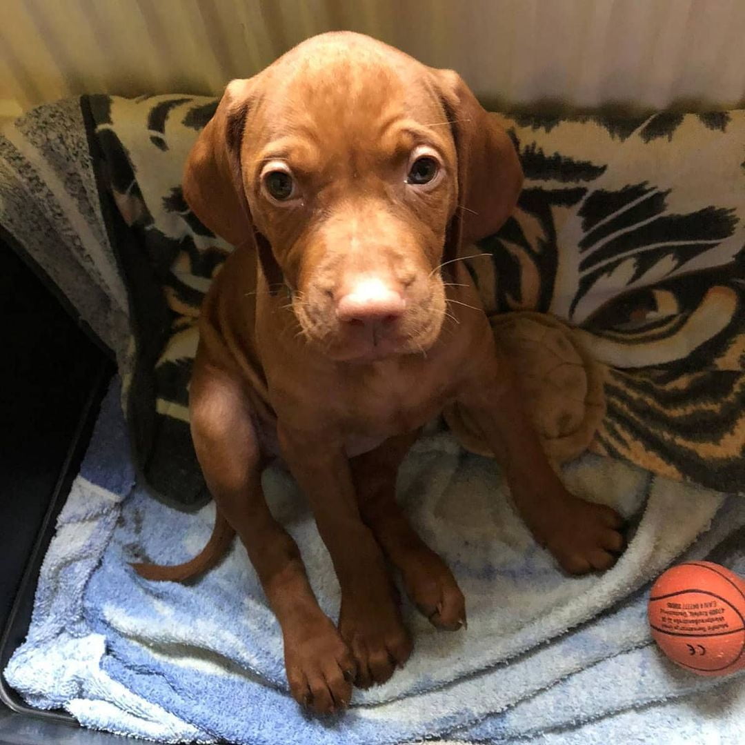 vizsla puppies rescue