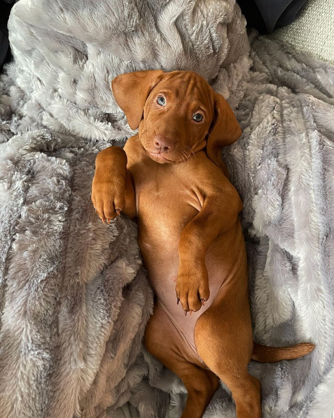 Vizsla Breeders