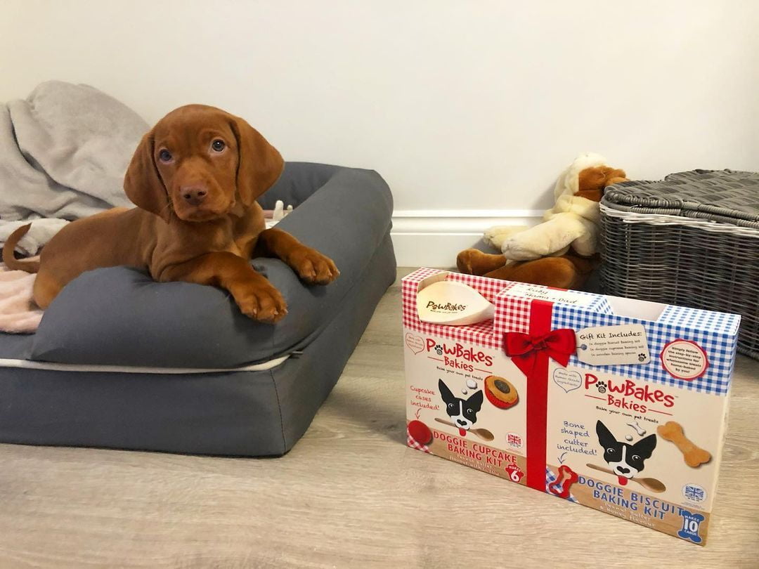 Buy Vizsla Puppies