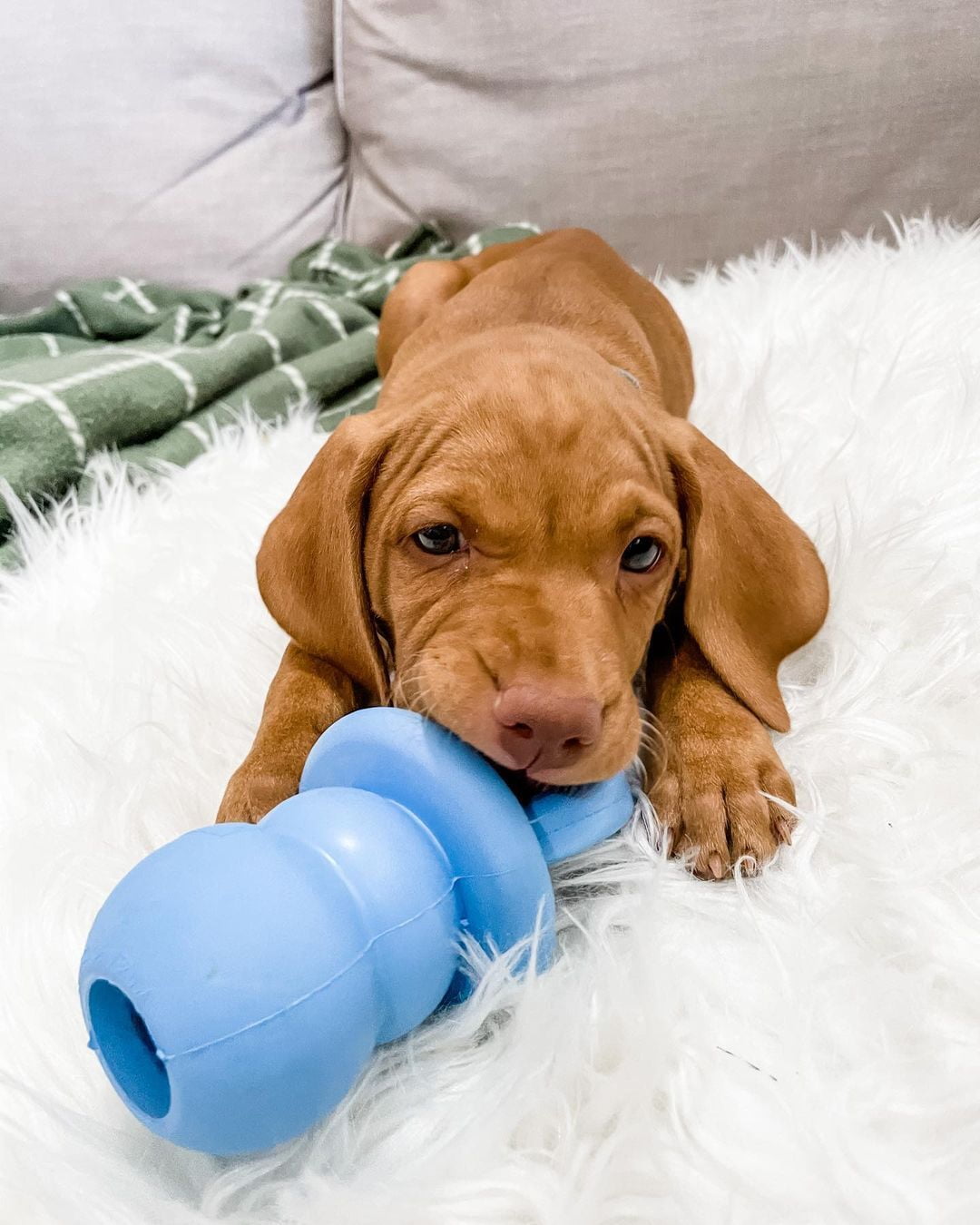 Vizsla for sale 