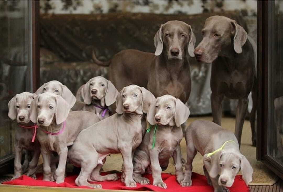 Weimaraners Puppies For Sale 