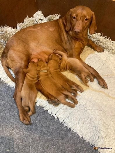 Vizsla Puppies For Sale