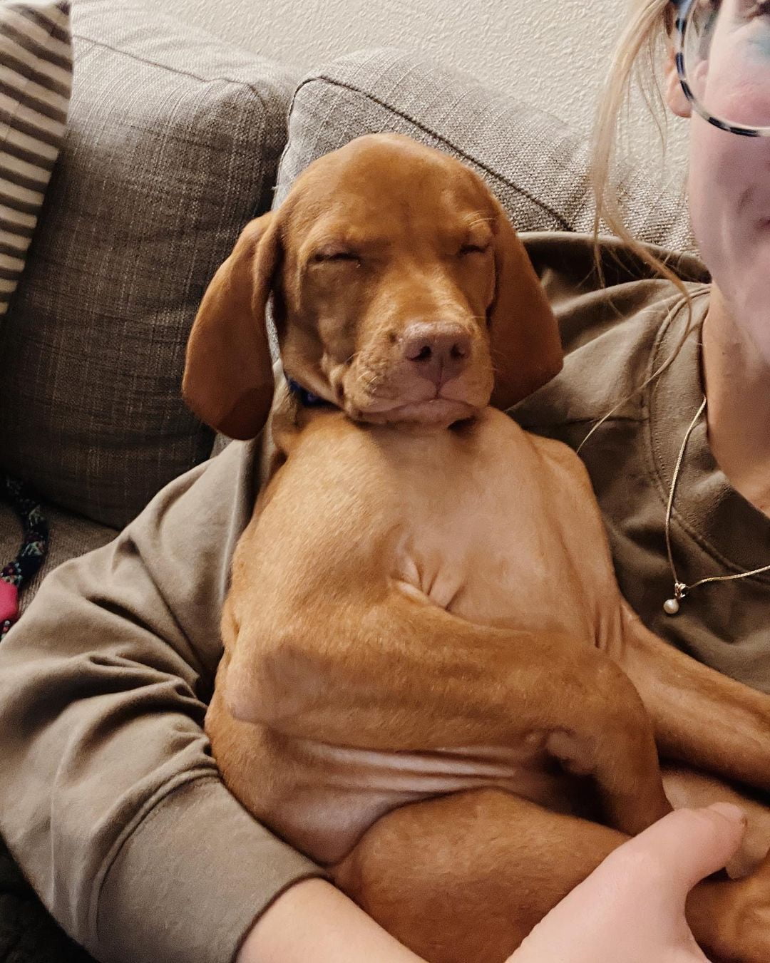 Vizsla Puppies Near me